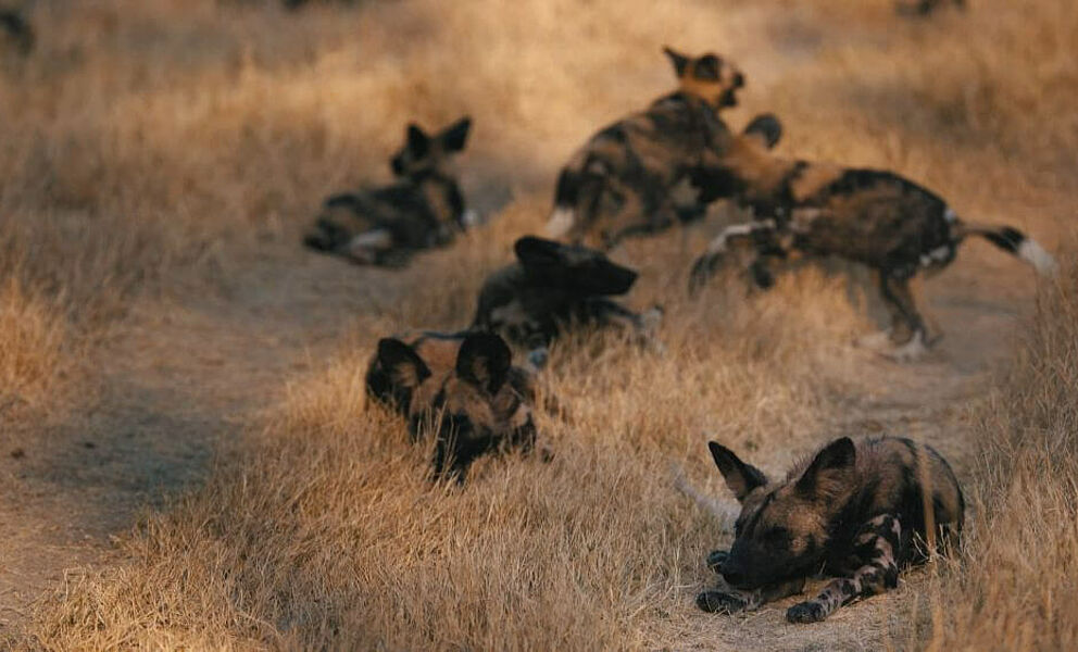 Afrikanische Wildhunde vor der Jagd