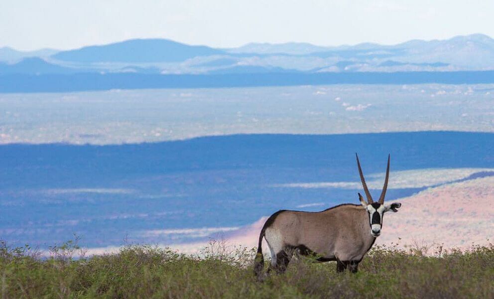 Oryx Antilope in atemberaubender Landschaft
