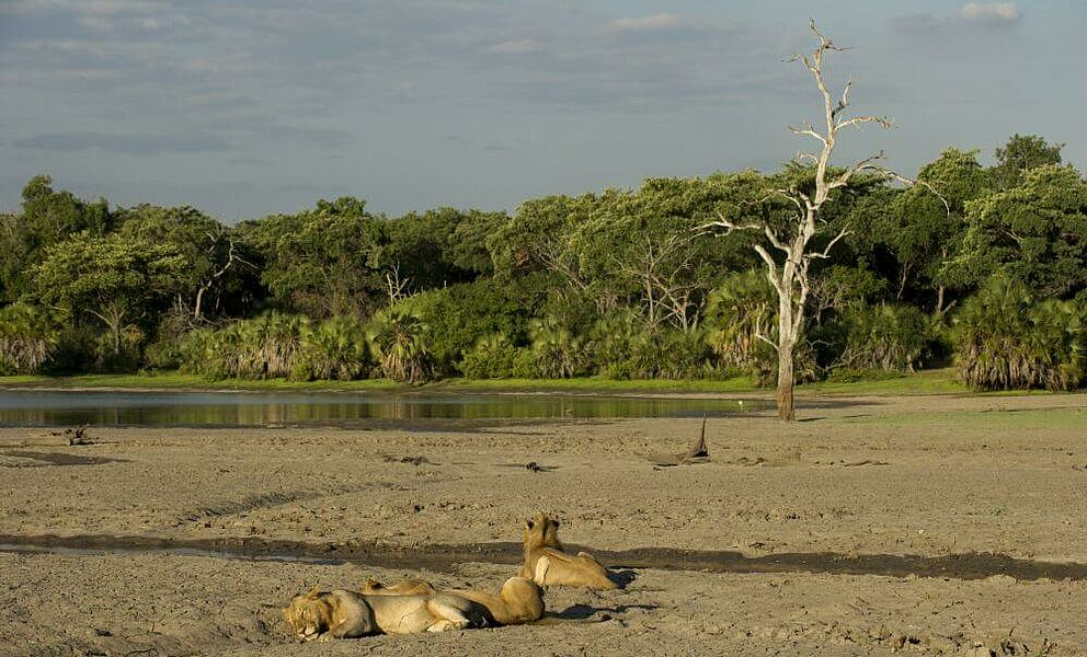 Löwen im Selous Game Reserve