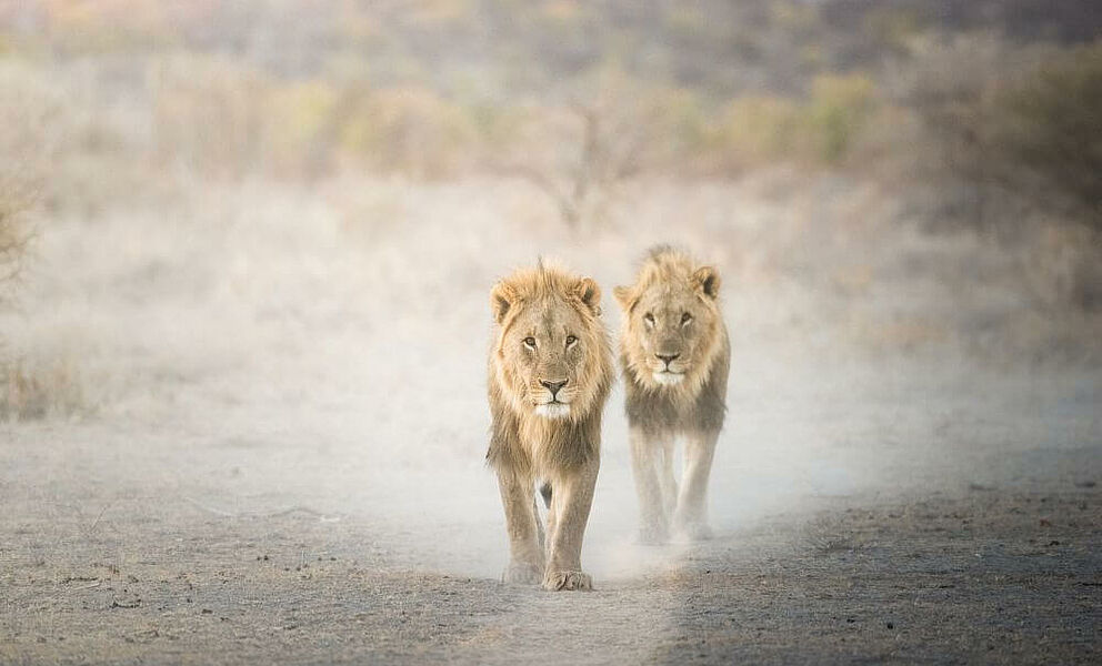 Löwen beim Etosha National Park
