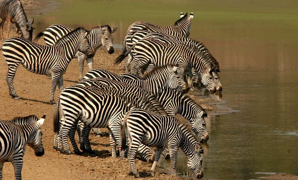 Zebras am Luangwa Fluss