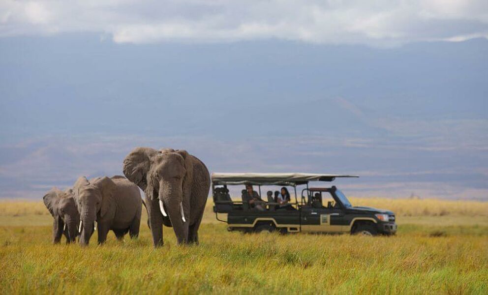 Große Elefantenherden im Amboseli National Park