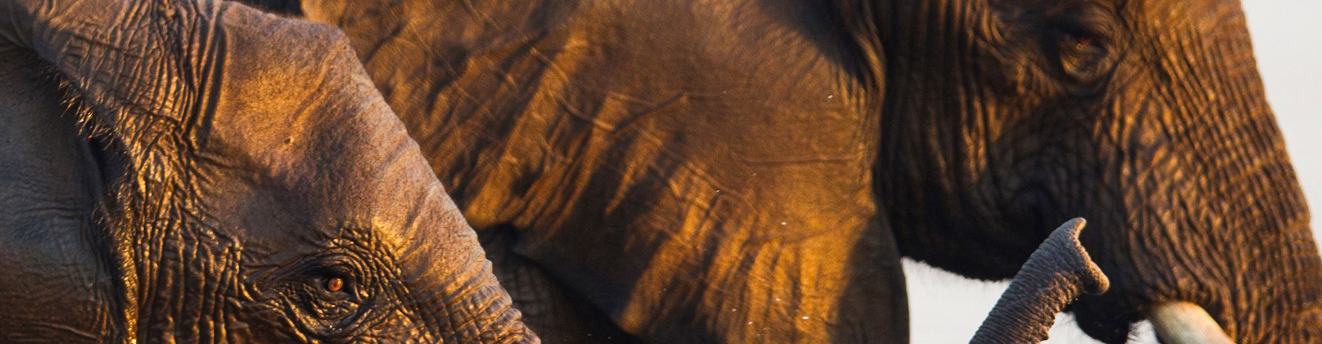 Elefanten im Lower Sambesi Nationalpark in Sambia