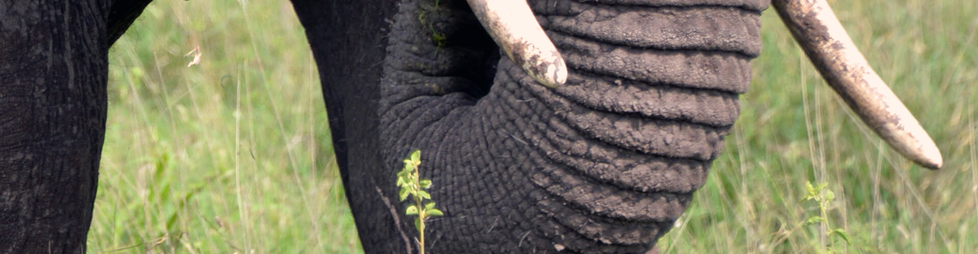 Elefant im Katavi National Park