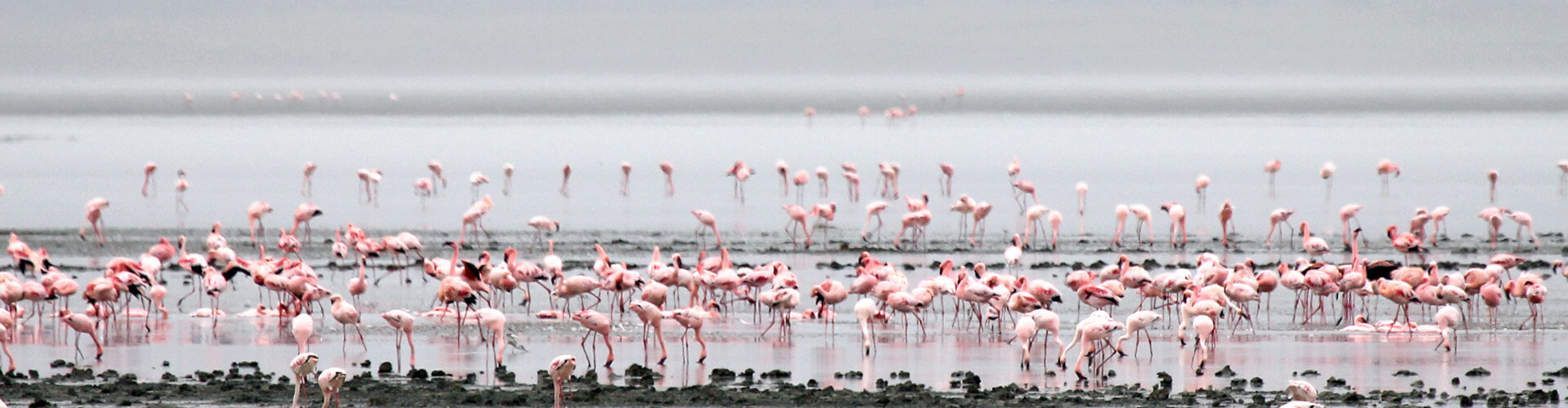 Schwärme von Flamingos am Manyara See im Lake Manyara Nationalpark