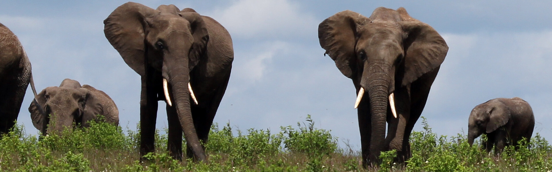 Elefanten in der Serengeti in Tansania