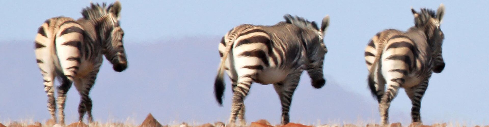 Zebras im Nordosten Namibias