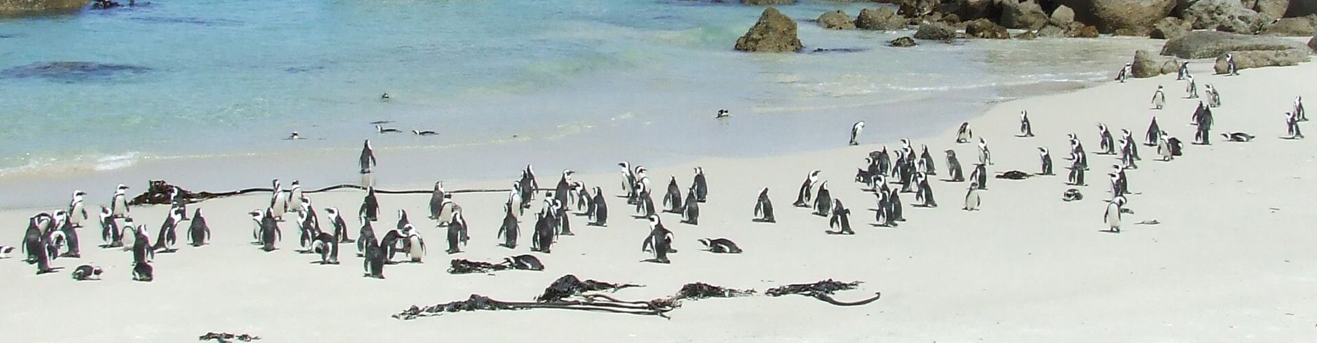 Boulders Beach Pinguin Kolonie bei Kapstadt