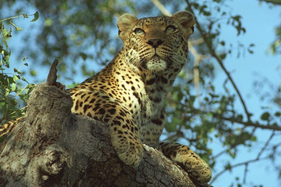Leopard in der Serengeti in Tansania