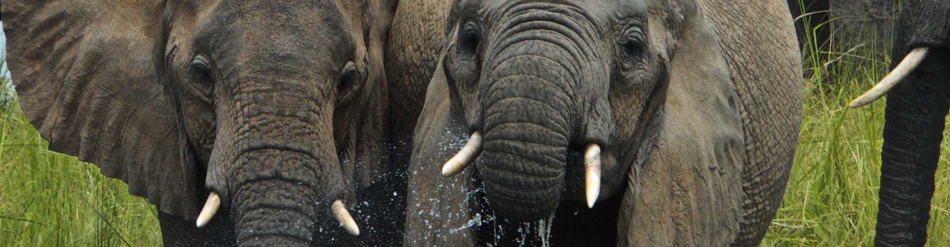Elefanten im Queen Elizabeth National Park in Uganda