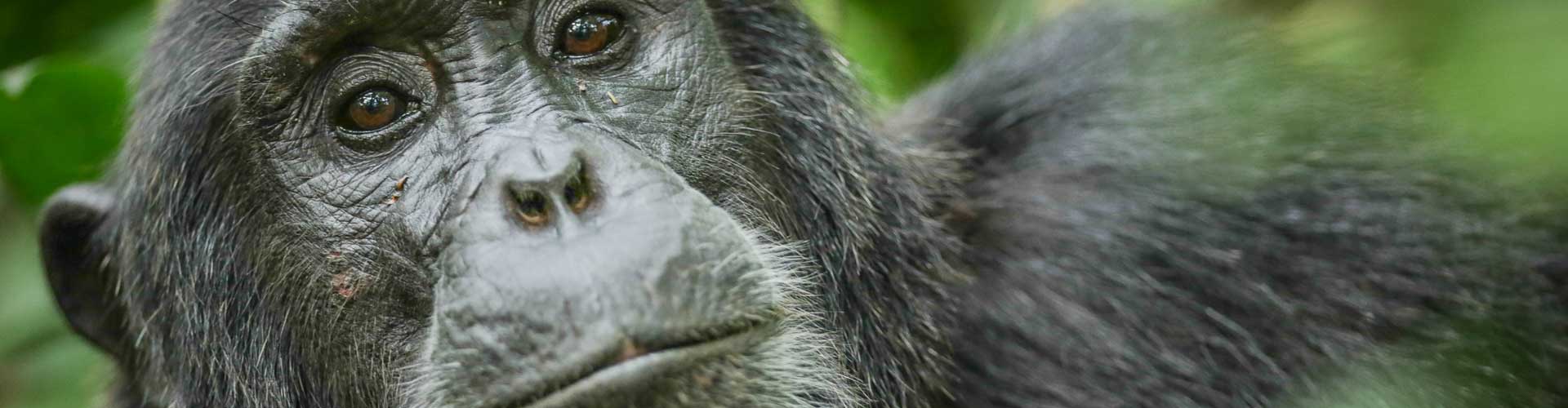 Schimpansen im Kibale National Park
