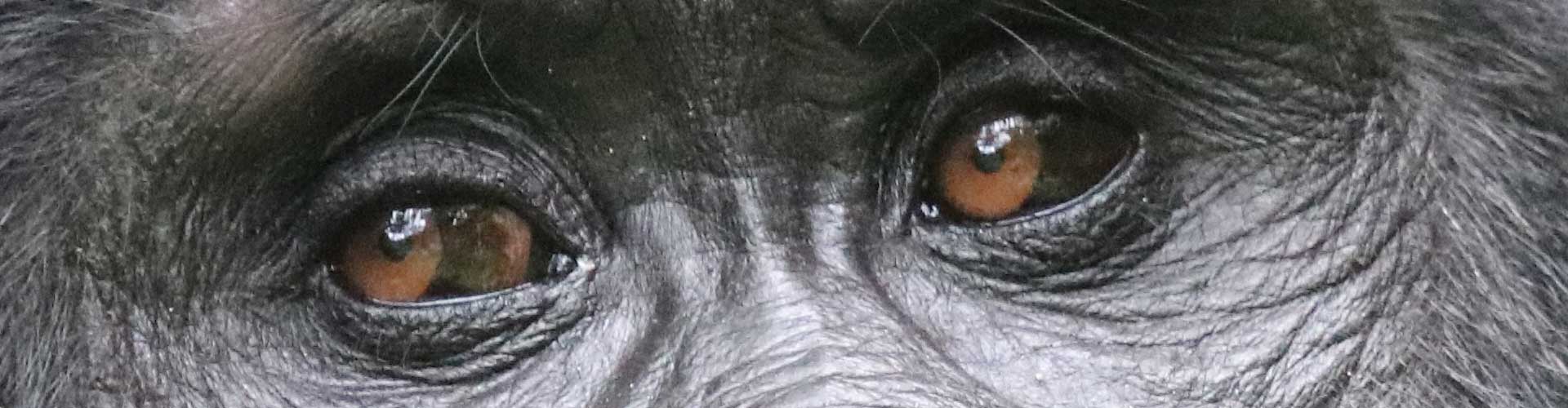 Augen eines Berggorillas in Uganda